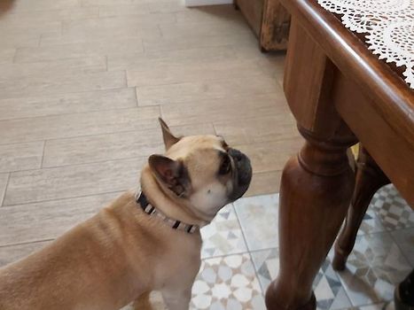 Husets hund 